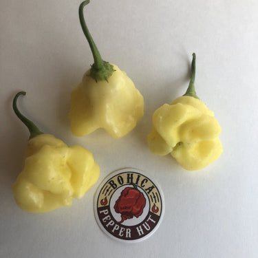 Aji White Fantasy - Seeds - The Pepper Pantry (Formerly Marie Sharp's)